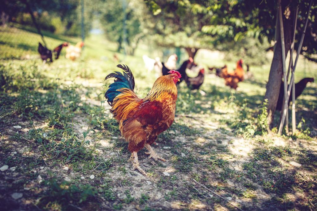 Agriturismo Casal San Sergio Fossombrone Εξωτερικό φωτογραφία