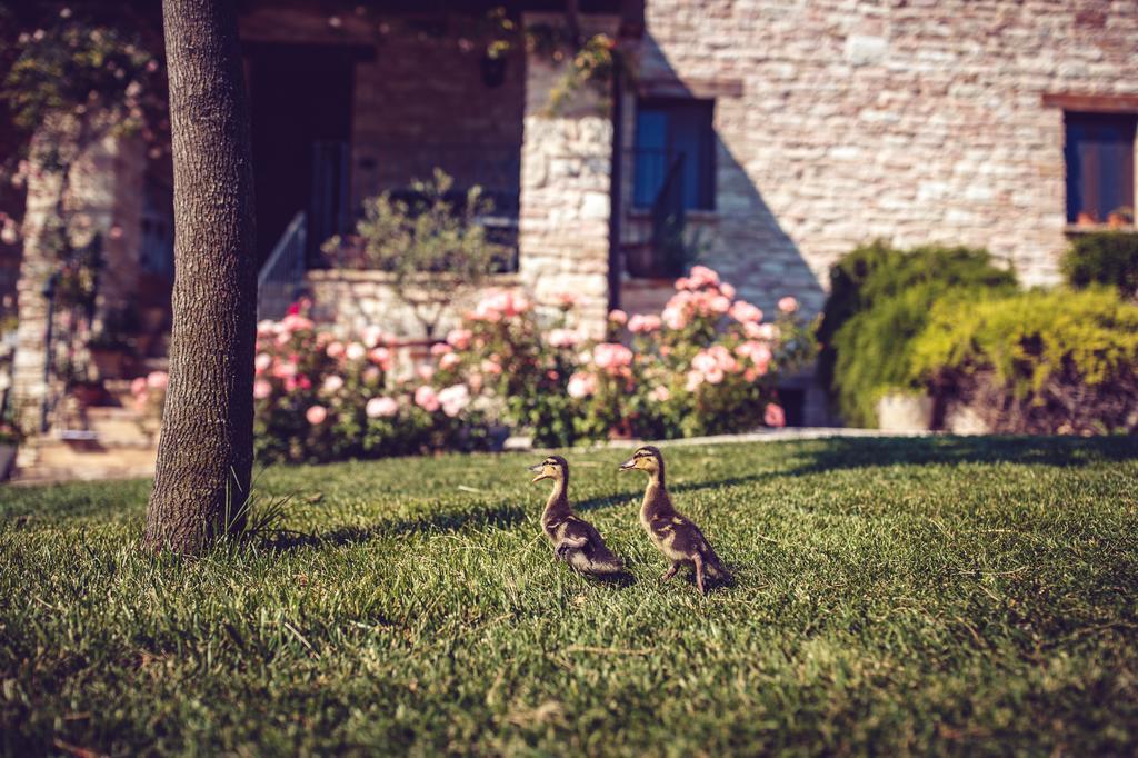 Agriturismo Casal San Sergio Fossombrone Εξωτερικό φωτογραφία