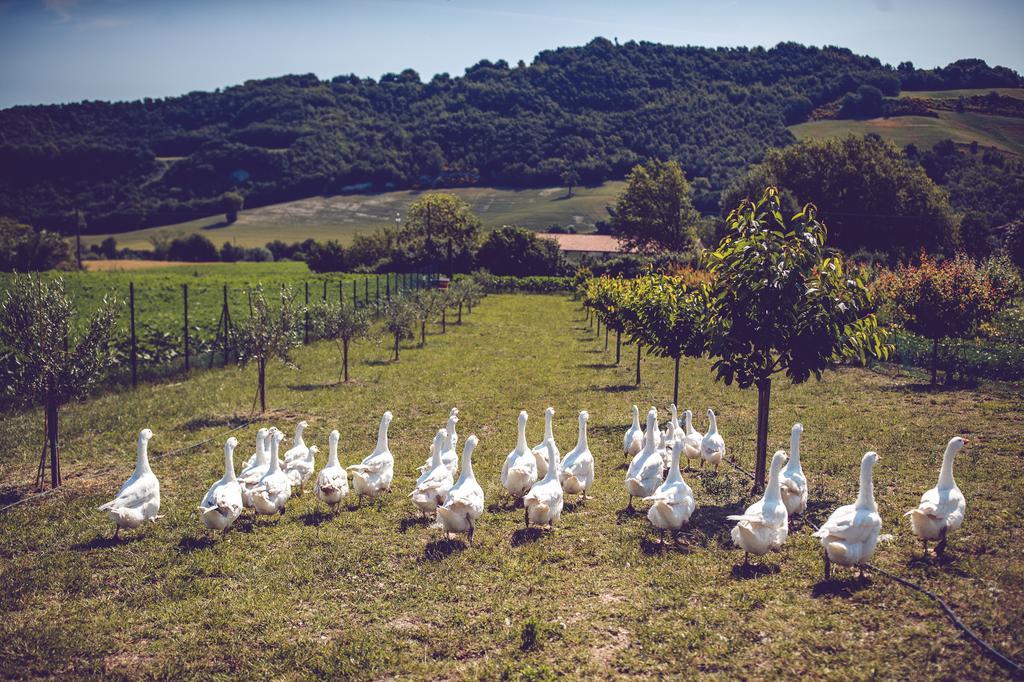 Agriturismo Casal San Sergio Fossombrone Εξωτερικό φωτογραφία