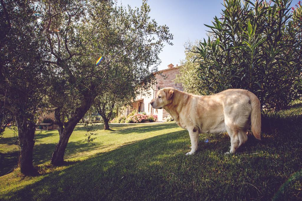 Agriturismo Casal San Sergio Fossombrone Εξωτερικό φωτογραφία